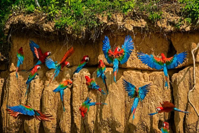 Macaws at the Clay Lick