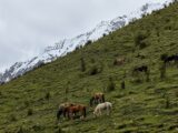 Horses grazing on a green mountainside below snow-capped peaks near Humantay