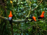 Andean cock-of-the-rock birds perched on a branch in the cloud forest en route to Manu
