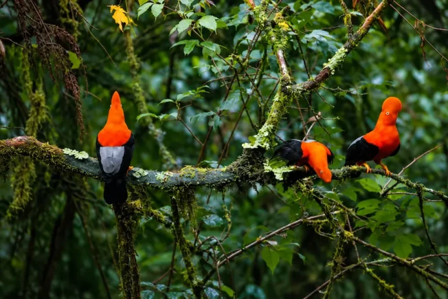 Peru's National Bird, in the Wild