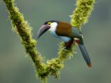 Andean toucan perched on a mossy branch during the Manu jungle tour