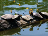 tortugas en manu