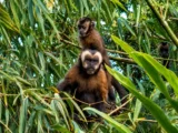 Capuchin monkeys climbing through bamboo foliage in the Manu Amazon jungle