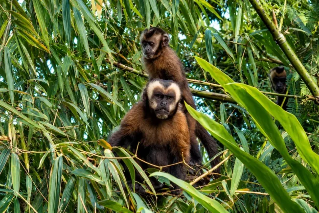 Monkeys Overhead