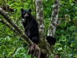 Wild Andean spectacled bear resting in a tree in the Manu cloud forest