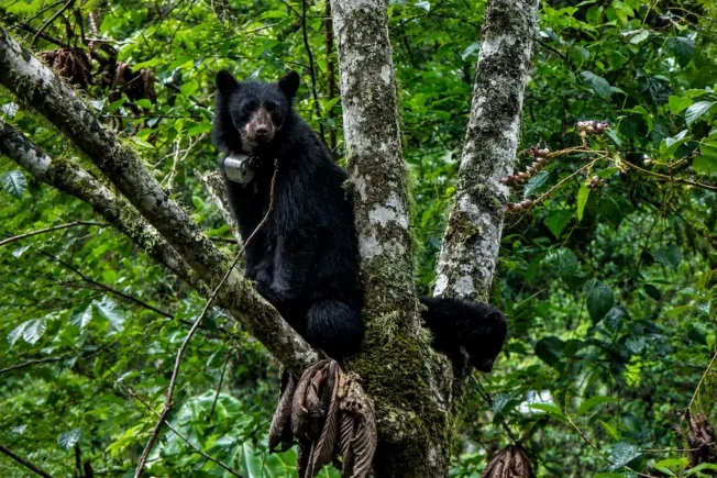 A Rare Sighting: the Andean Bear