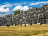 Llamas and alpacas grazing on the esplanade in front of the massive zigzag stone walls of Sacsayhuaman