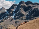 Caravana de llamas subiendo un sendero de montaña andino