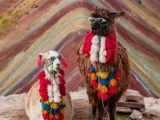 Llamas decoradas con lentes de sol frente a la Montaña de Colores