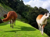 Llamas grazing on a green terrace beside Inca stone walls on the Inca Jungle Trail