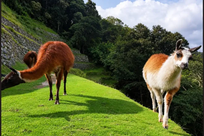 Llamas on Inca Terraces