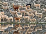 Manada de alpacas junto a una laguna en la ruta a Pallay Punchu