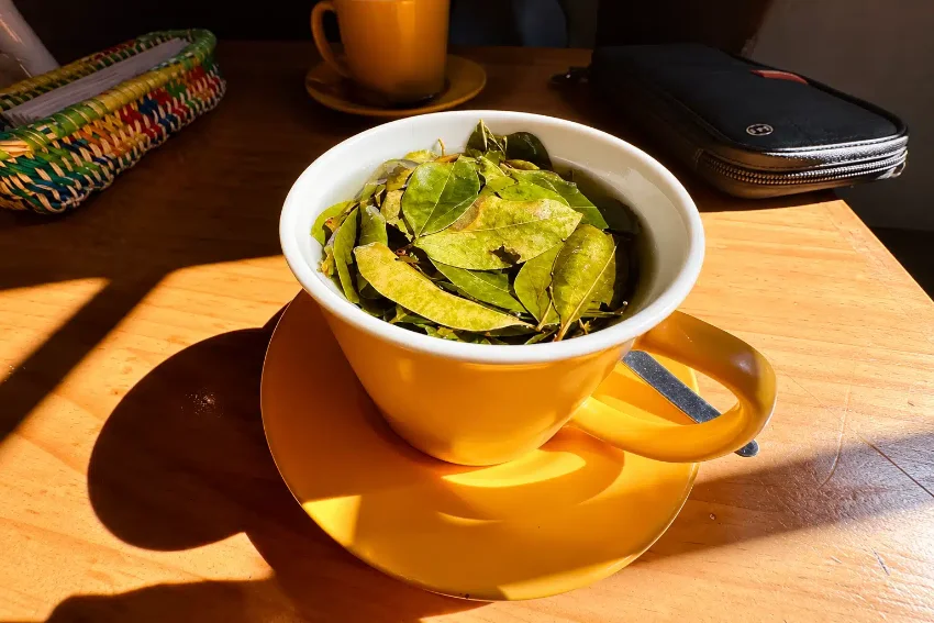 Xícara de chá de coca, remédio tradicional andino contra o mal de altitude em Cusco
