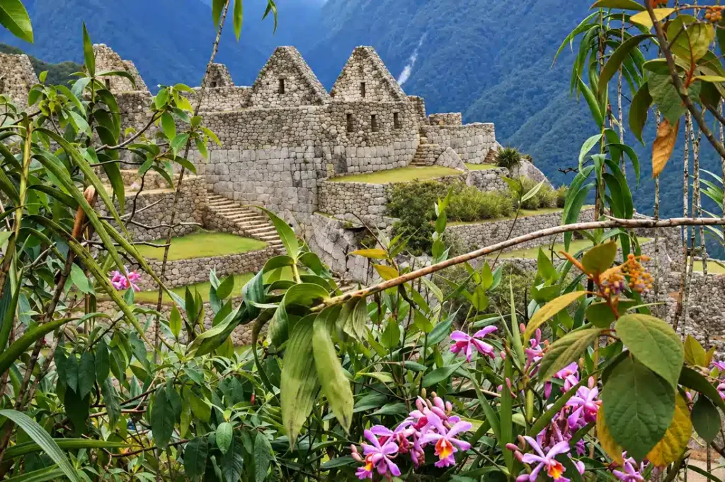 Rosa Orchideen blühen vor den Inkabauten von Machu Picchu