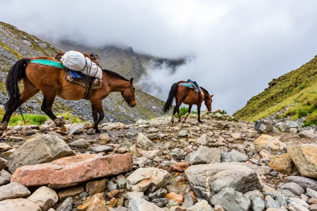 Packpferde tragen Gepäck über den steinigen Weg des Salkantay Trek