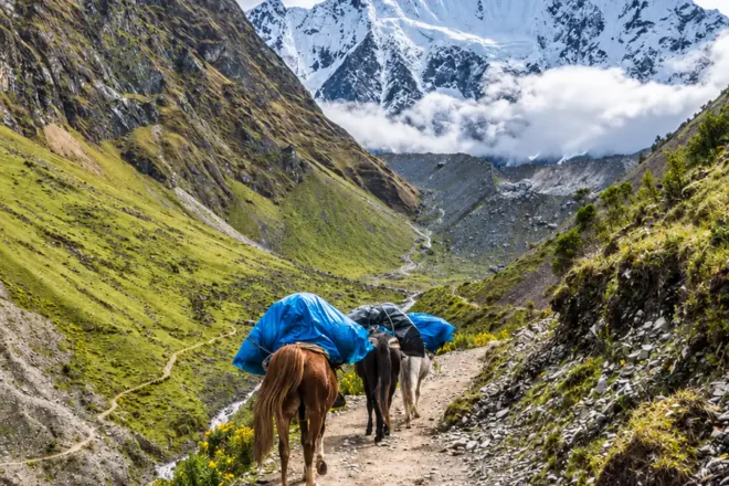 Horses That Carry the Camp