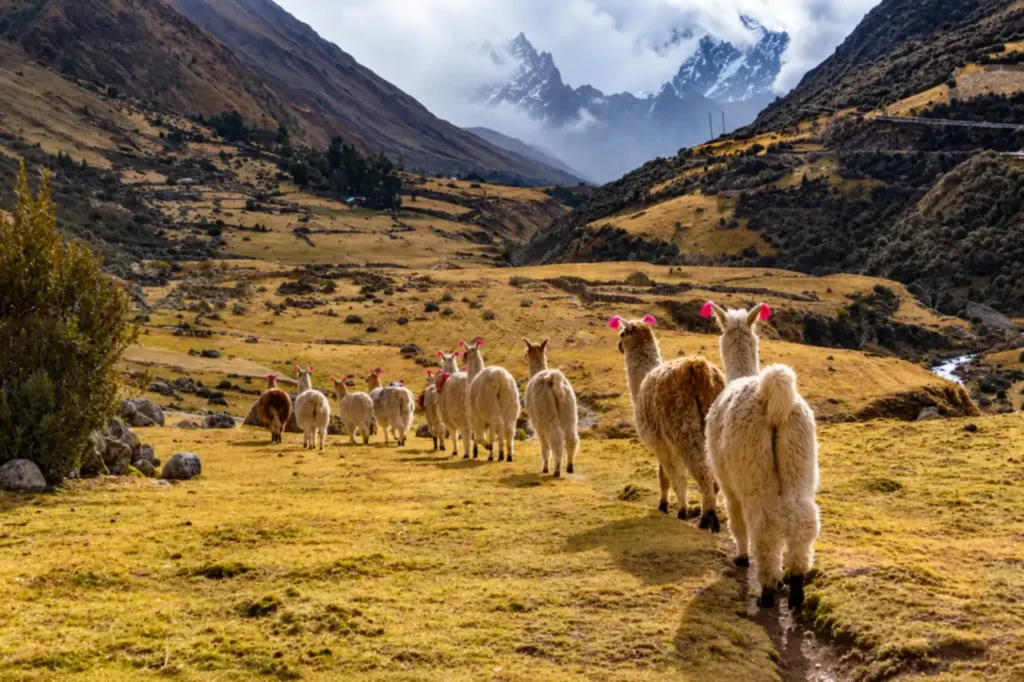 Lamas in einem Hochtal auf dem Lares Trek